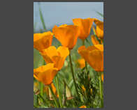 California Poppies