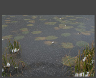 Nymph Lake Lilypads