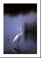 A White Heron strolls through the reeds looking for an evening snack.