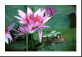 Bulging eyes keep a lookout beneath a colorful lily flower.