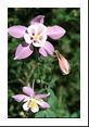 Colorado state flower, Columbine (Aquilegia caerulea), with its characteristic star-shaped colored petals and inner white blossom.