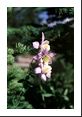 Three Columbine blossoms next to an evergreen.