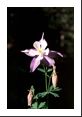 One open blossom and two closed on this Columbine.