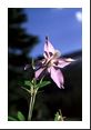 Columbine (Colorado state flower) with a picture-window view of nearby mountains.