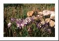 Columbine patch alongside rock patch.