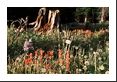 Columbine, Indian Paintbrush, dandelion weeds, and tree stump.