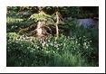 Glacier melt forms the St. Vrain, nurishes these white flowers.