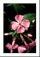 Saponaria ocymoides and raindrops.