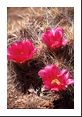 One of the few blooming cactus (strawberry pitaya) during a dry Spring in 1998.