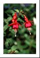 This Fuchsia looks more like a bug with eyes and antannae searching for food.