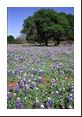 Texas state flower, Bluebonnet (Lupinus texensis Leguminosae), coats this pasture where the land owner kindly invited us to climb his fence.