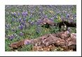 A closer look reveals a few other TX wildflowers sprinkled here and there.