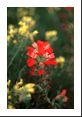 Texas Paintbrush (Castilleja indivsa Scrophulariaceae) beginning to bloom.