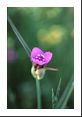 Spiderwort (Tradescantia sp.  Commelinaceae) is my favorite Texas wildflower.