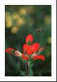 Ladybug takes flight from this Texas Paintbrush.