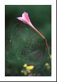 Delicate morning spiderweb hangs from this long-stem flower (cannot locate name) bent at sixty degrees.