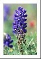 Texas Bluebonnet (Lupinus texensis Leguminosae).