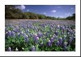 Unbelievable expanse of Texas Bluebonnets covering a pasture.