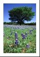 Texas Bluebonnet and lone tree in meadow near Lake Buchanan.