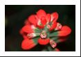 Texas Paintbrush close-up.