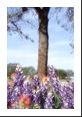 Texas Bluebonnets and tree (see Technical info for details on blur).