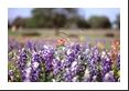 Texas Bluebonnets (see Technical info for details on blur).