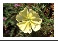 Dewdrops on Missouri Primrose (Oenothera missouriensis Onagraceae).