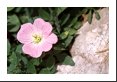 Pink Evening Primrose (Oenothera speciosa Onagraceae) and rock.