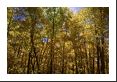 Sunlight mingles down through Colorado's aspen trees at their peak.