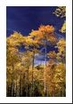 Stray cirrus clouds add a little texture to the sky while a couple stray aspen add a tint of orange.