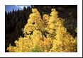 Bright yellow aspen on a dark green backdrop.