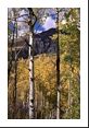 The aspen's white bark and Mount Daly (12,612 feet).