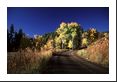 The road leads to aspens.