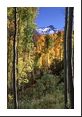 Mt. Sneffels (14,150 feet) with a thin white coat of snow hides behind these tree trunks.