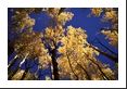 Pointed vertically to shoot the tops of the changing fall colors in these aspen trees.