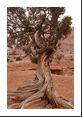 Bristlecone pine twisted and deformed barely clinging to life in this desert.