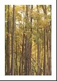 Numerous aspen tree trunks in this impressive stand.