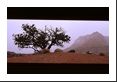 Fog provides the backdrop for this pine tree in an otherworldly setting.