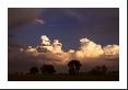 Developing cumulus clouds on a typical eastern Colorado summer afternoon.