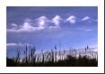 Cattails below and Kelvin-Helmholtz wave clouds above - the clouds are formed by wind shear and any planes flying nearby might feel a few moderate bumps of turbulence.