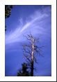 This cirrus cloud resembles a horse's tail and is often referred to as Mare's tail.