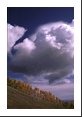 A small cumulus cloud forms almost overhead while photographing Colorado's best Fall color: aspen trees.