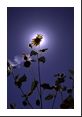 Sunflower (Helianthus) eclipses sun but also aids in photographing an iridescent cloud.